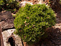 Pinus mugo Picobello IMG_5002 (VALENTA) Sosna kosodrzewina